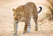 Moradabad leopard attack