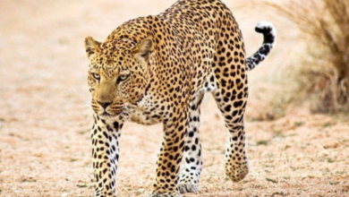 Moradabad leopard attack