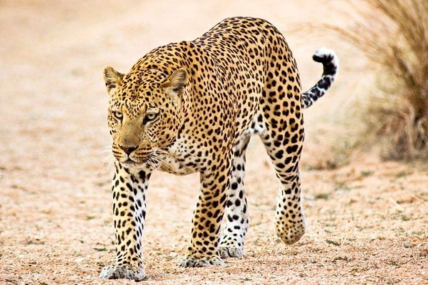 Moradabad leopard attack