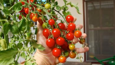 kitchen gardening tips