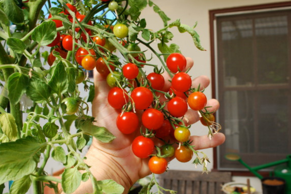 kitchen gardening tips