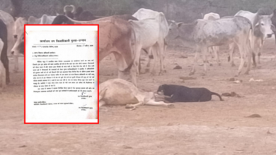 unnao gaushala negligence