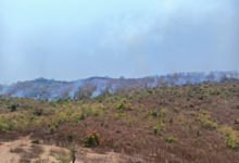 mirzapur forest fire drumandganj