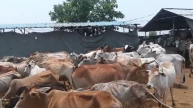 mirzapur gaushala inspection