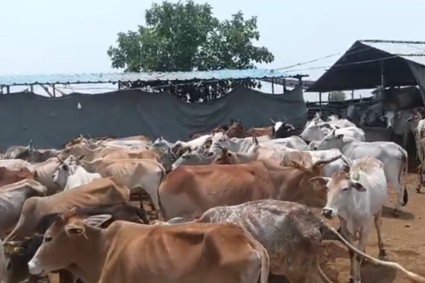 mirzapur gaushala inspection