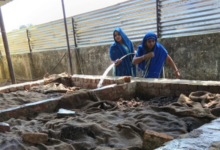 mirzapur gaushala vermi compost