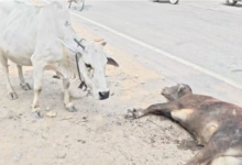 mirzapur injured calf road