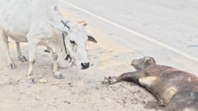 mirzapur injured calf road