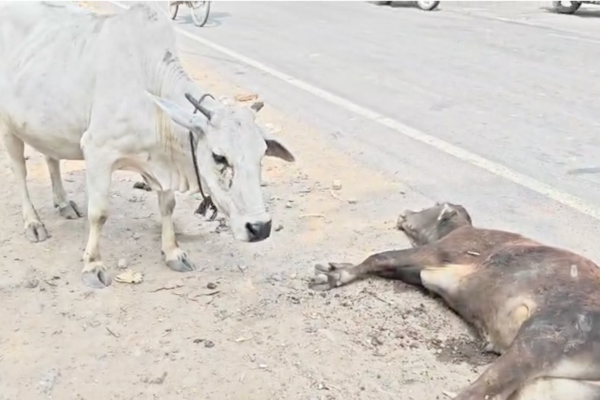 mirzapur injured calf road