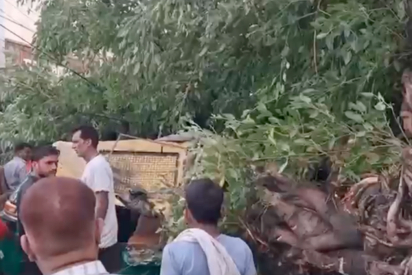 badaun gaddi chowk tree