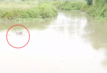 dolphin spotted in ghagharia