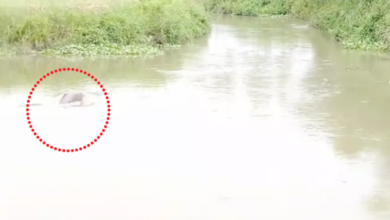 dolphin spotted in ghagharia