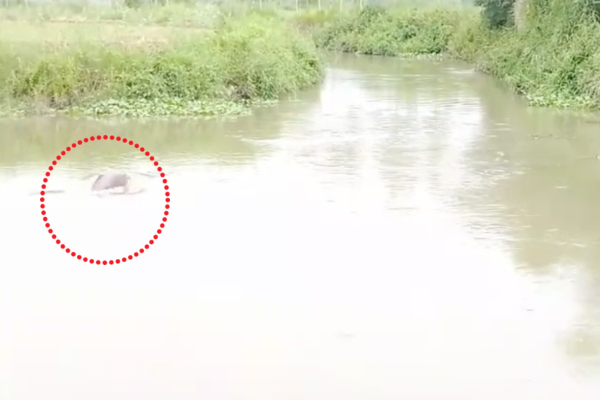 dolphin spotted in ghagharia