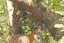 dudhwa national park gabbar