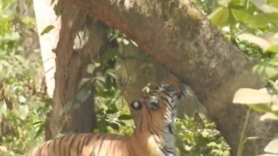 dudhwa national park gabbar
