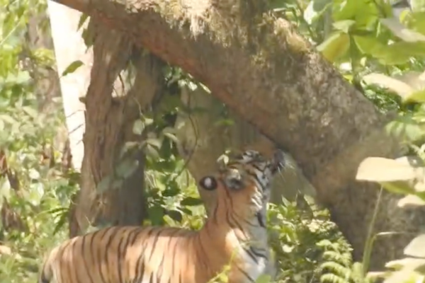 dudhwa national park gabbar