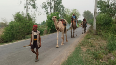 jagannath puri camel ride