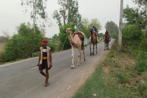jagannath puri camel ride