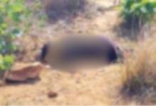 mirzapur unidentified woman body