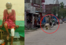 naimisharanya stray bull attack