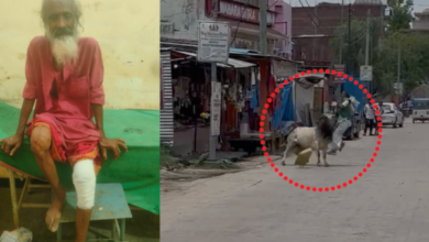 naimisharanya stray bull attack