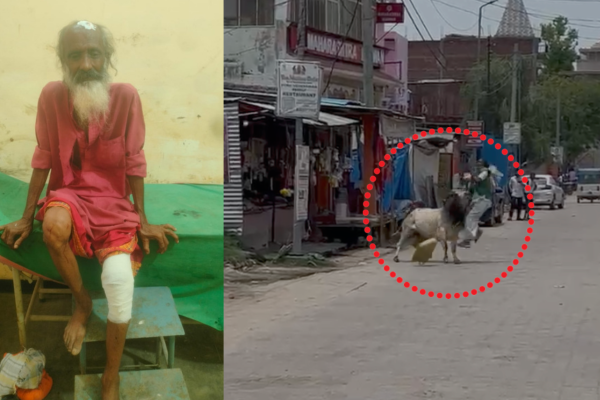 naimisharanya stray bull attack
