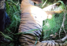 south kheri tiger