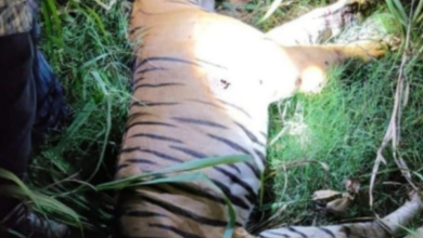 south kheri tiger