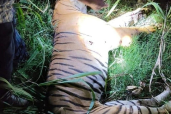 south kheri tiger