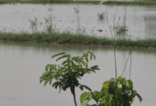 dhaski village waterlogging kaudiram