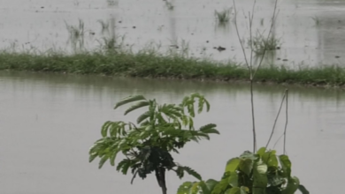 dhaski village waterlogging kaudiram