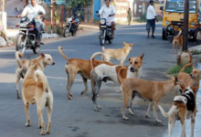 gorakhpur stray dogs