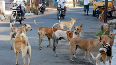gorakhpur stray dogs