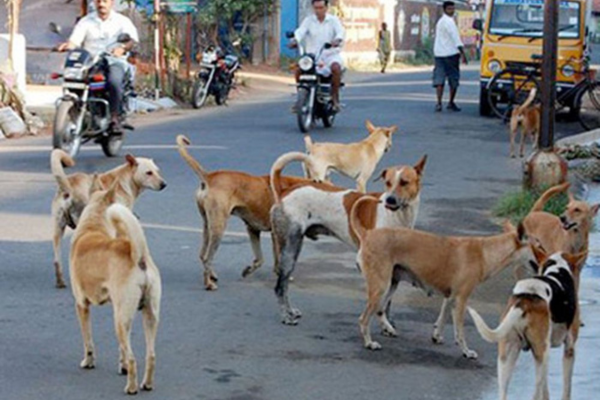 gorakhpur stray dogs