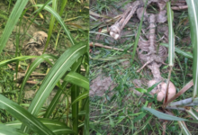 lakhimpur kheri human skeleton