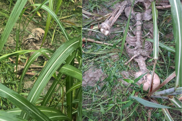 lakhimpur kheri human skeleton