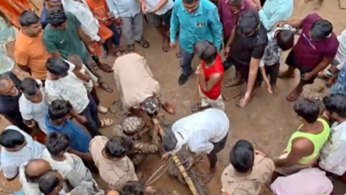 mirzapur crocodile enters house