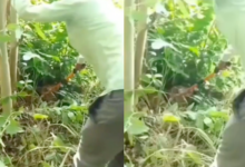 sitapur giant python rescue