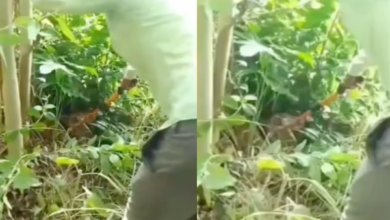 sitapur giant python rescue