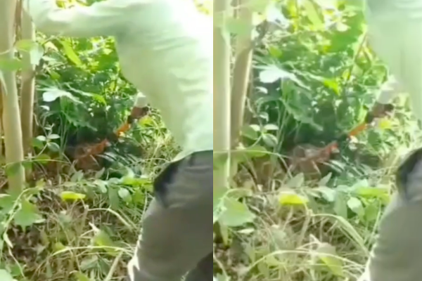 sitapur giant python rescue
