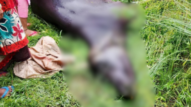 sitapur lightning strike buffalo