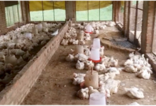 sitapur sadarpur poultry farm