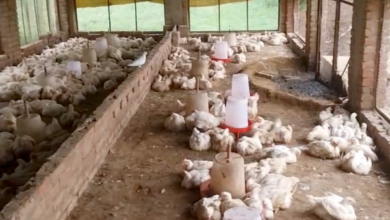 sitapur sadarpur poultry farm