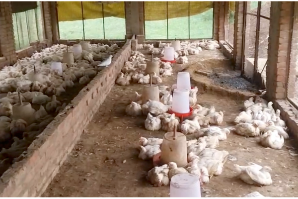 sitapur sadarpur poultry farm