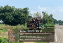 bisauli illegal wood transport
