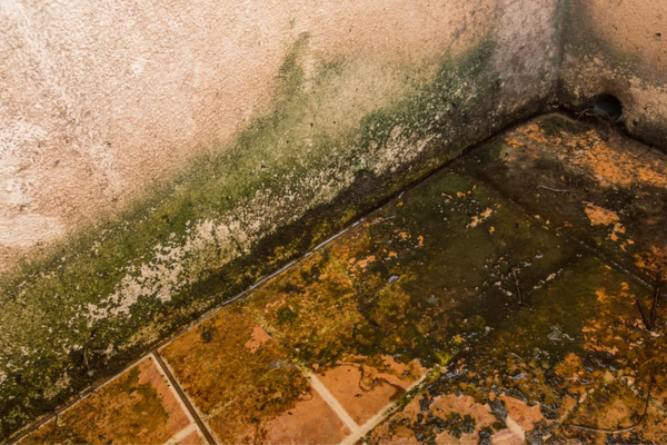 how to remove moss from balcony