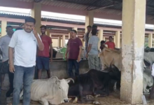 unnao gaushala dead cattle