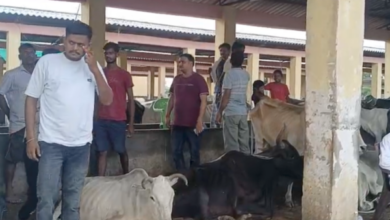 unnao gaushala dead cattle