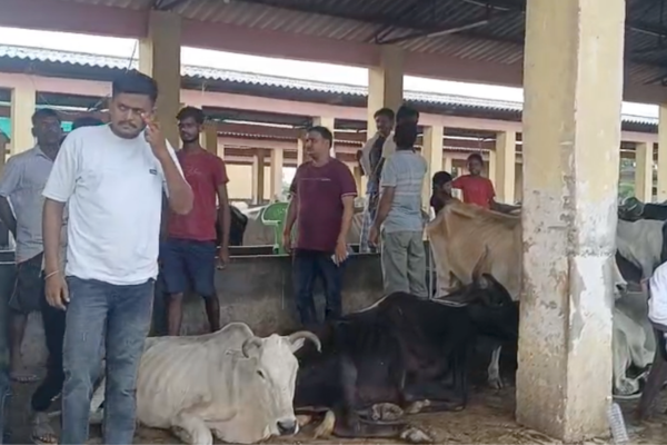 unnao gaushala dead cattle