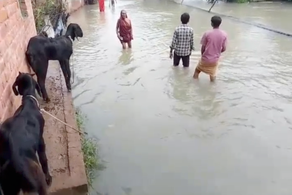 banda chausar village waterlogging